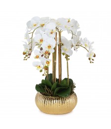 HENRIETTE PIANTA ORCHIDEA 8...